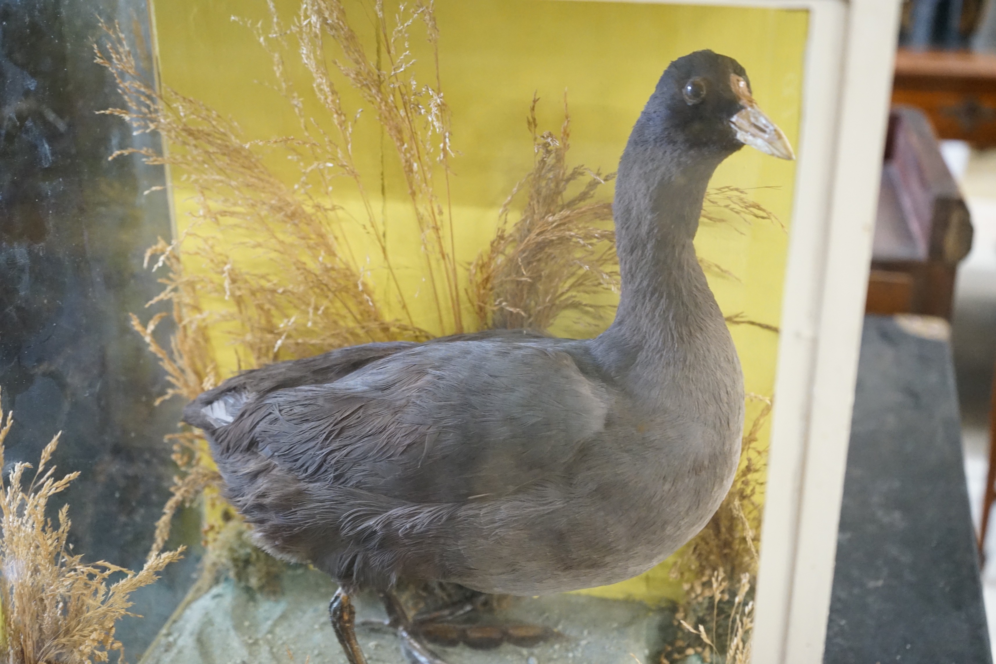 A Victorian cased taxidermic bittern and another water bird, larger width 46cm, height 73cm